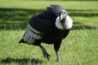 Vultur gryphus - Andenkondor
